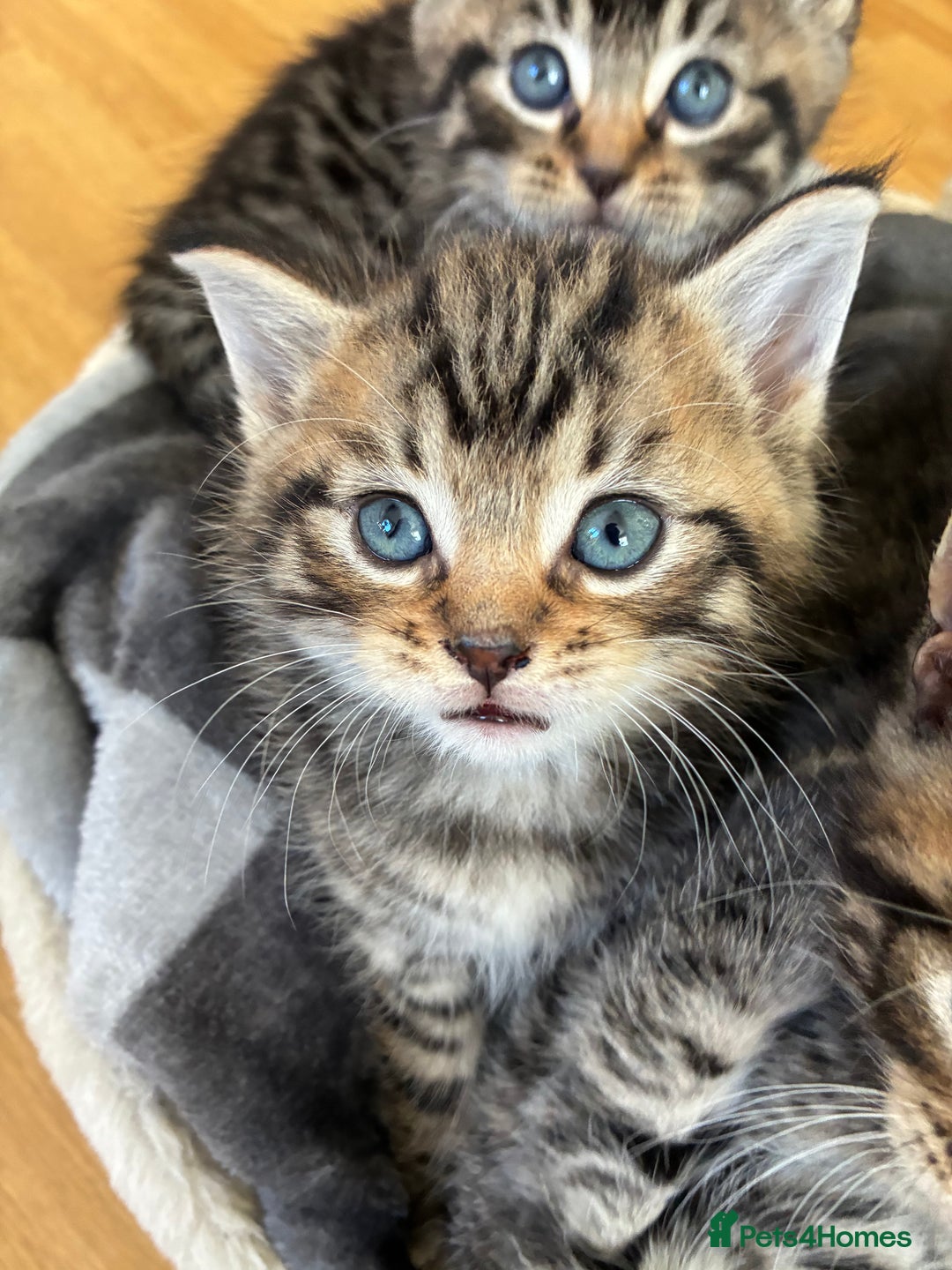 Domestic Shorthair cats for sale: Adorable kitten for sale  - Advert 8