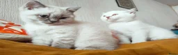 British Shorthair cats for sale: 2 rare Colour point British Shorthair kittens  - Advert 16