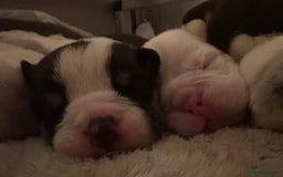 English Bulldog dogs for sale: 🌟 health tested parents 🌟 - Image 20