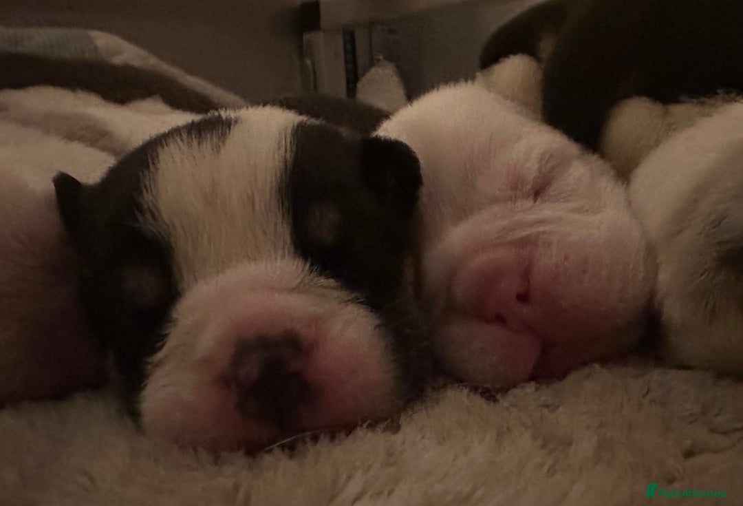 English Bulldog dogs for sale: 🌟 health tested parents 🌟 - Image 20