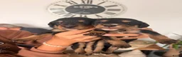 Mixed Breed dogs for sale: 🐾 Beautiful Colipoo Puppies – 4 Girls and 3 boys in Carmarthen - Advert 4