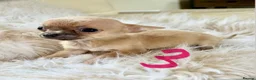 Chihuahua dogs for sale: Tiny chihuahua puppies - Advert 15