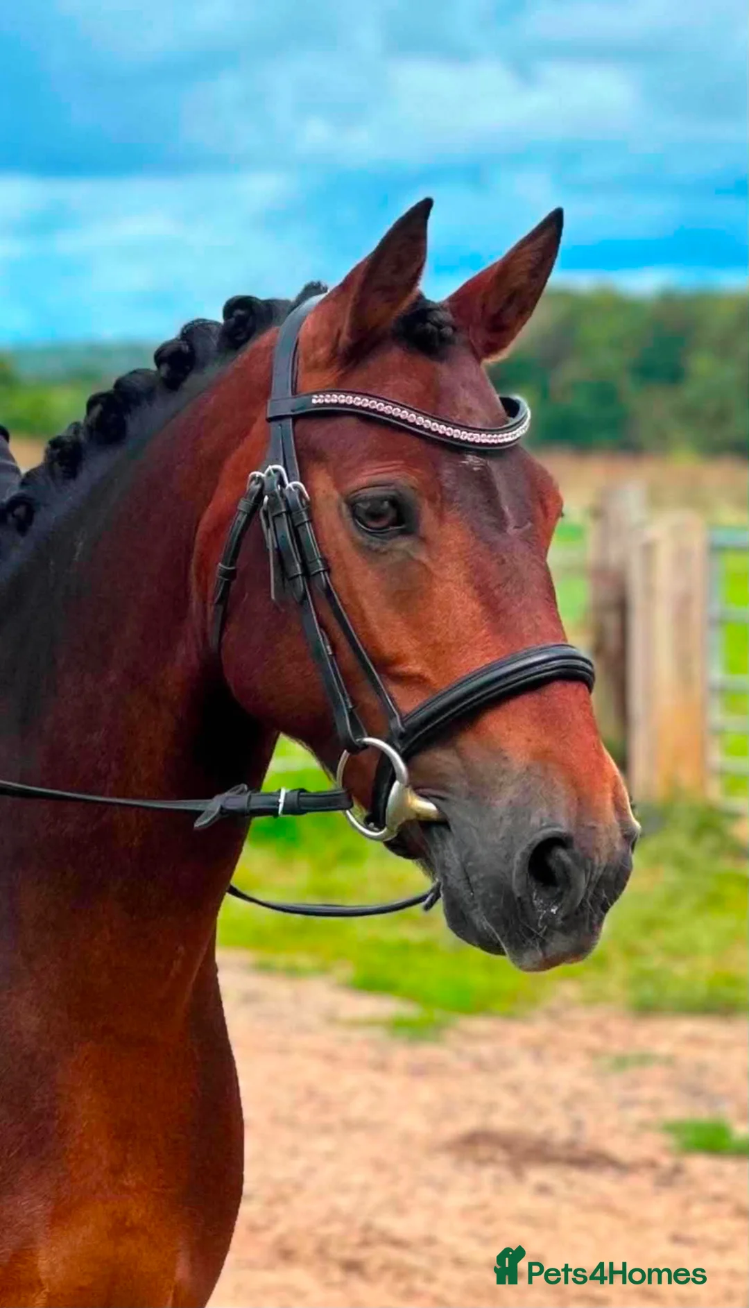 Exmoor horses for sale:  13'2 of fun and memories waiting to be made  - Advert 1