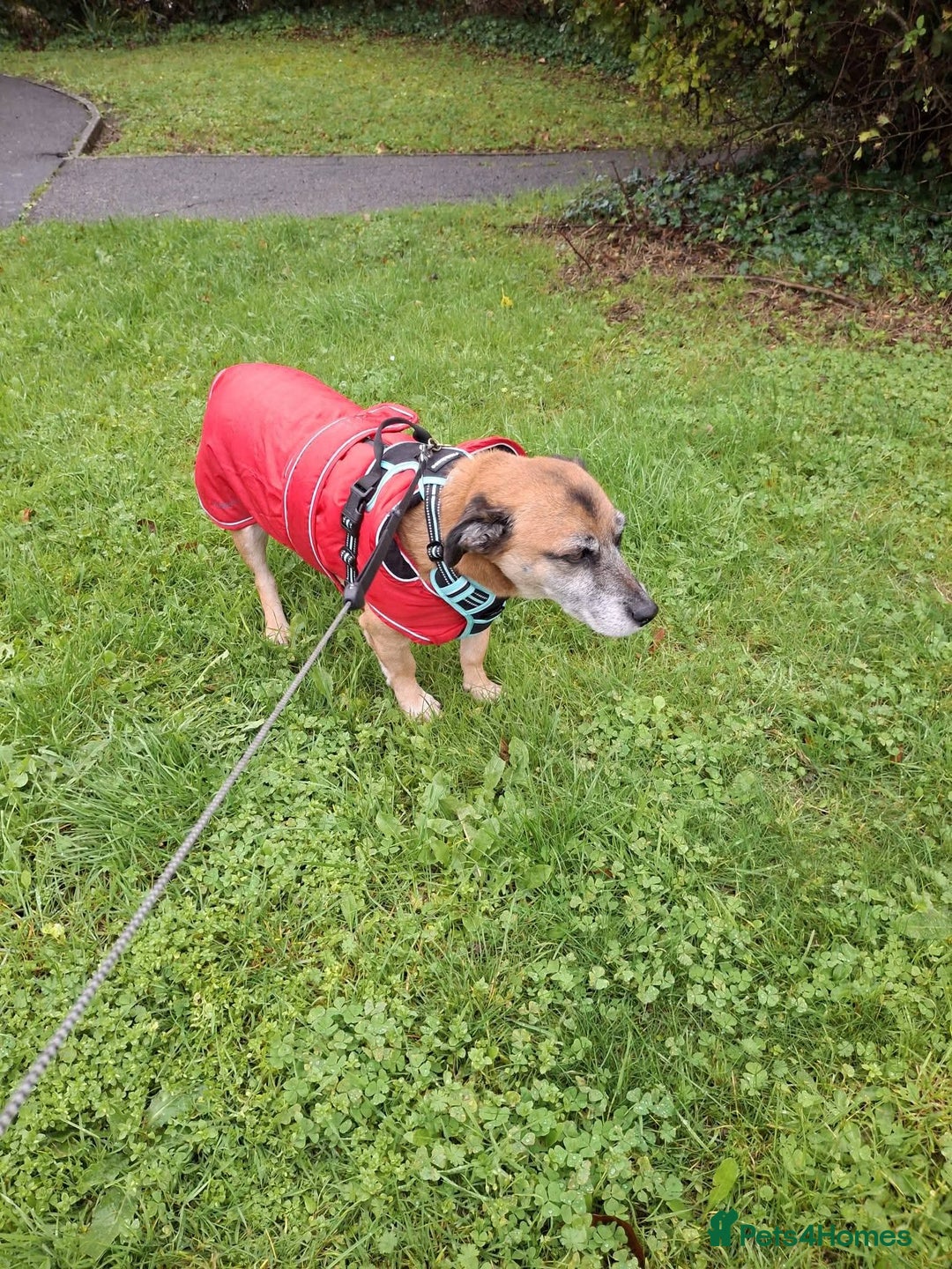 Mixed Breed dogs for adoption: Meet Archie, currently residing in East Sussex - Advert 3