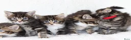Mixed Breed cats for sale: Meet Our Beautiful Kittens! 🐾 - Advert 6