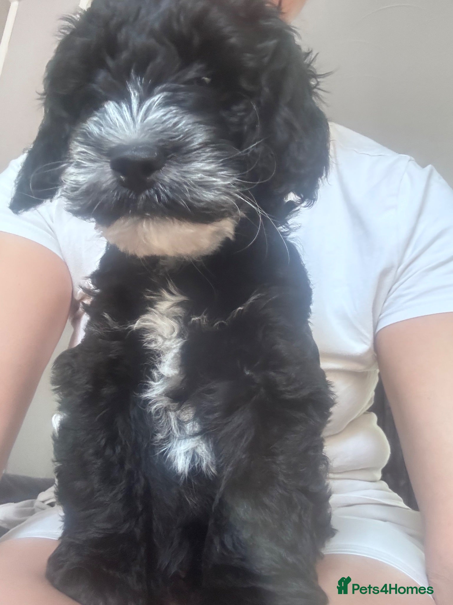 Cockapoo dogs *Ready to go now *Adorable Cockapoo Puppies  - Advert 2