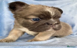 French Bulldog dogs for sale: Beautiful fluffy 🪢🪢frenchies - Image 5