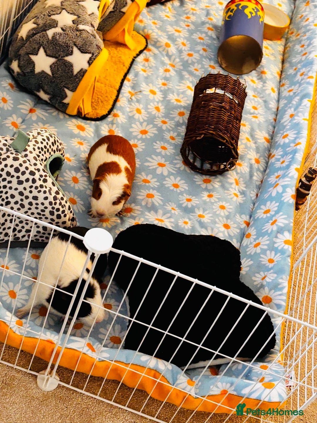 Guinea Pig rodents for sale: Pair of male guinea pigs, both 7 months old - Advert 3