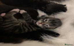 Mixed Breed cats for sale: Two cats for sale. - Image 11