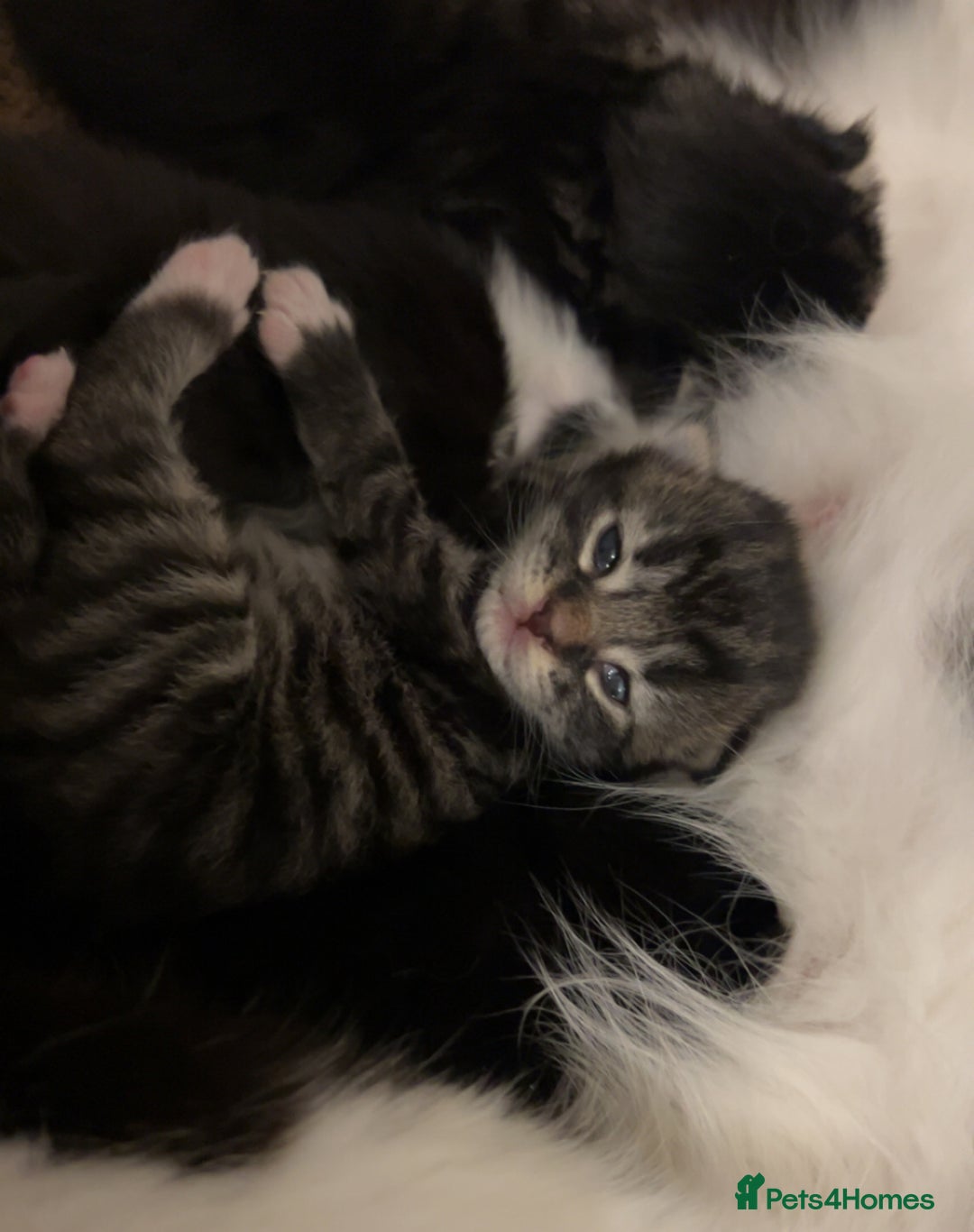 Mixed Breed cats for sale: Two cats for sale. - Image 11
