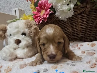 Cockapoo dogs Health tested cockerpoo F1 pups licensed Breeder - Advert 3