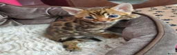 Bengal cats for sale: Clean, Healthy-Looking, and Charming Bengal Kitten in Birmingham - Advert 3