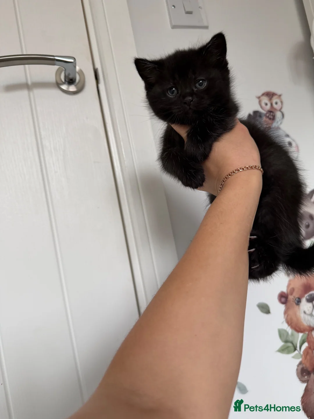 Mixed Breed cats for sale: Mixed breed British shorthair kittens  - Advert 2