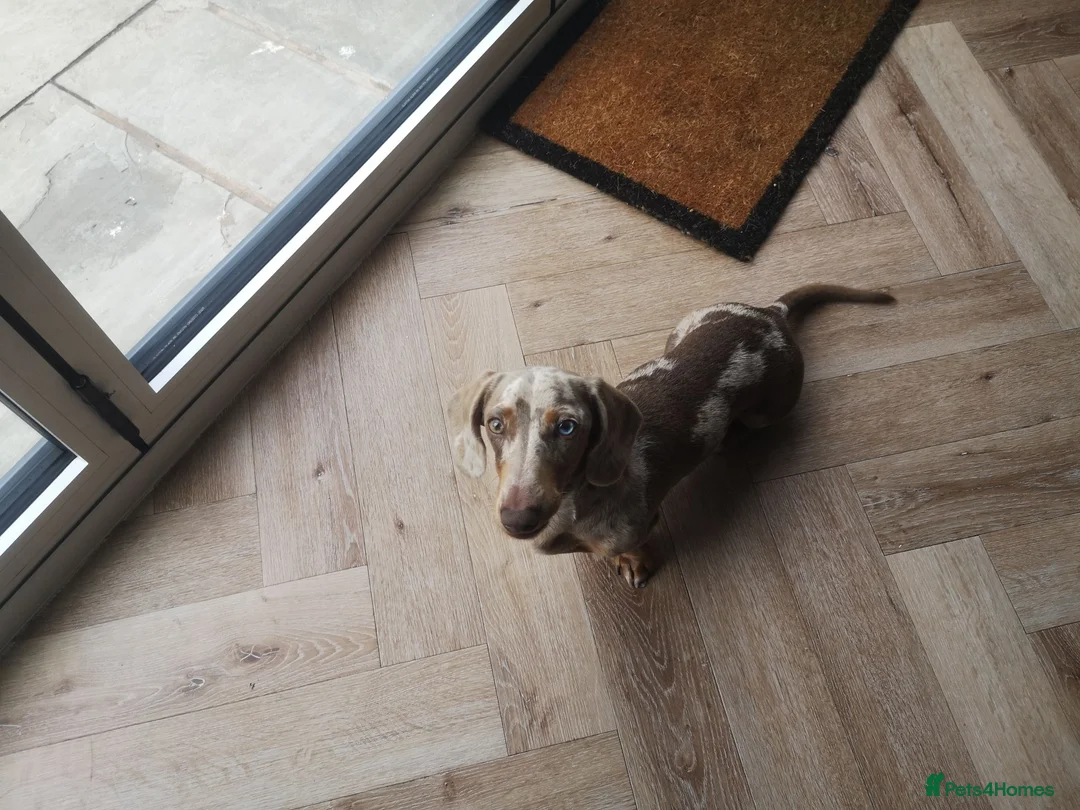 Dachshund dogs for sale: Pedigree miniature dachshund  - Advert 2