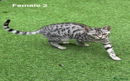 Bengal cats for sale: Beautiful Bengal Cross Kittens! Price Reduced!! in Rochdale - Image 2