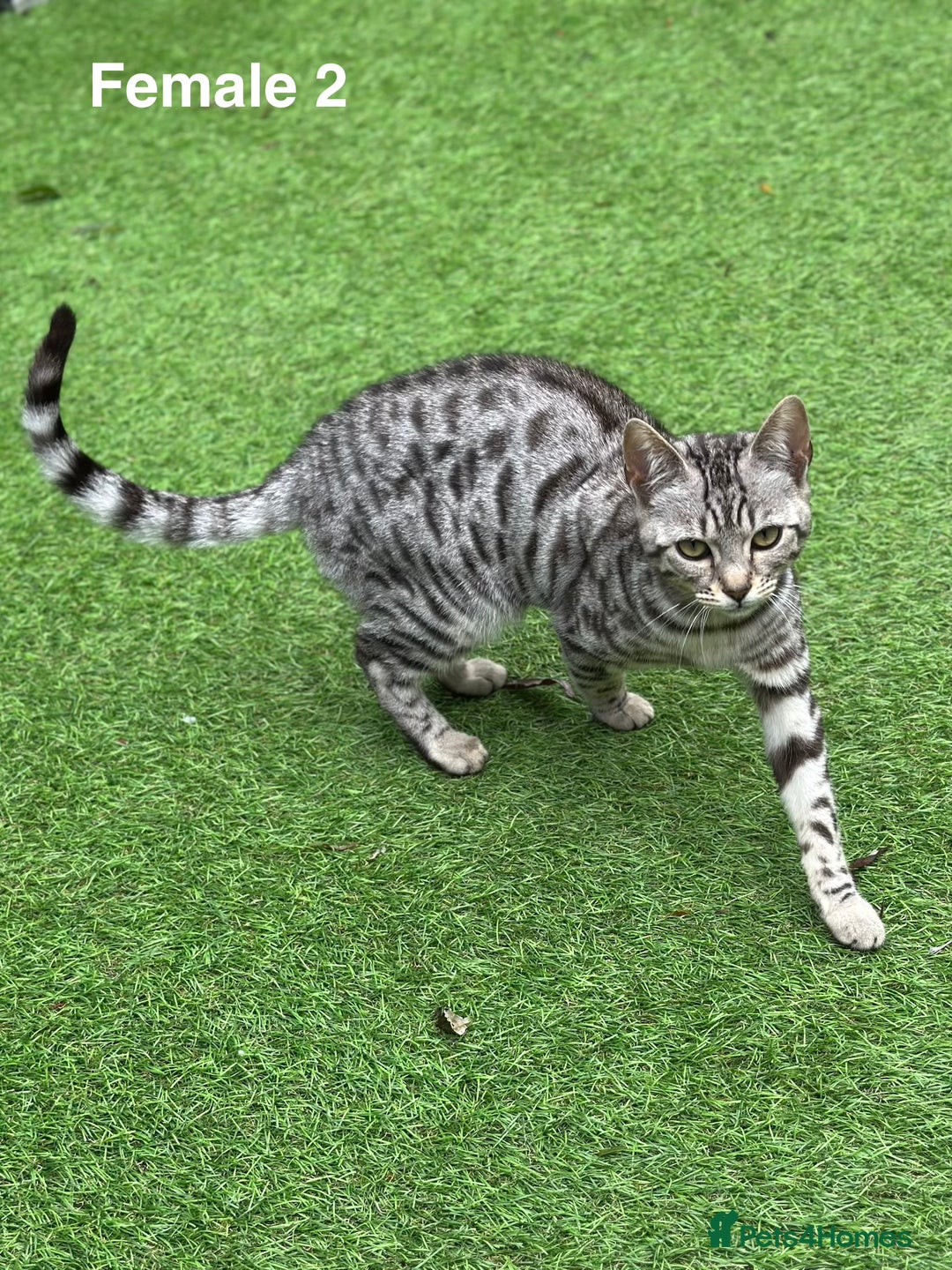 Bengal cats for sale: Beautiful Bengal Cross Kittens! Price Reduced!! in Rochdale - Image 2
