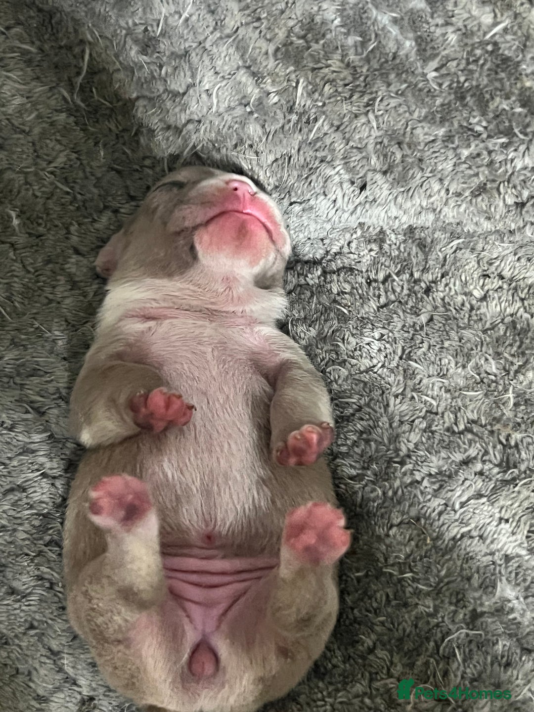 French Bulldog dogs for sale: French Bulldog Puppy’s  - Advert 17