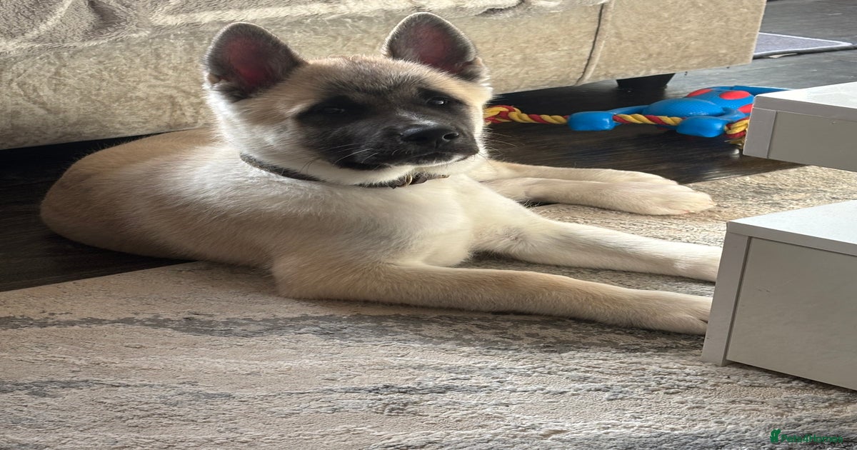 American akita cross Japanese Akita for sale in Nuneaton Pets4Homes