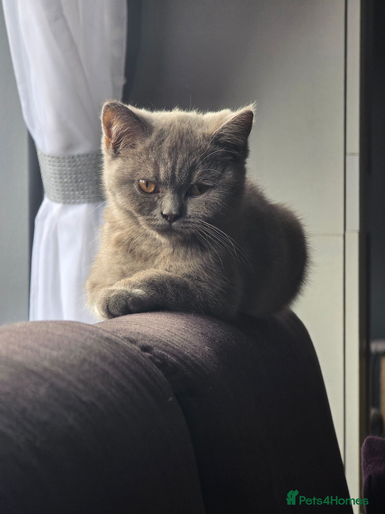 British Shorthair cats Ready to leave kittens looking for a forever home  - Advert 6