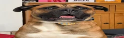 Mixed Breed dogs for sale: Gentle Giant Needing Active and Loving Family - Advert 5