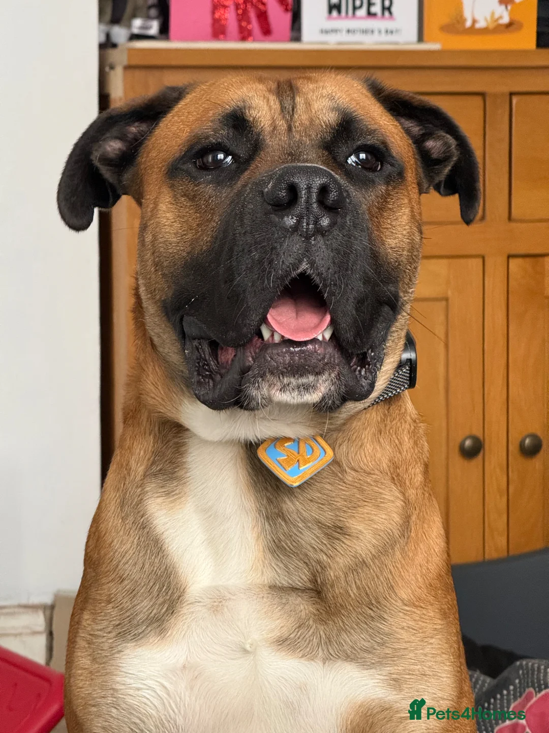 Mixed Breed dogs for sale: Gentle Giant Needing Active and Loving Family - Advert 5