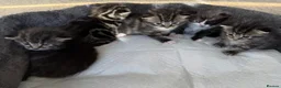 Mixed Breed cats for sale: Beautiful fluffy mixed British Shorthair kittens  - Advert 7