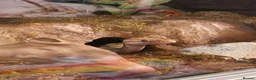 Python Snake reptiles for sale: Male Banana Ball Python in Dover - Advert 6