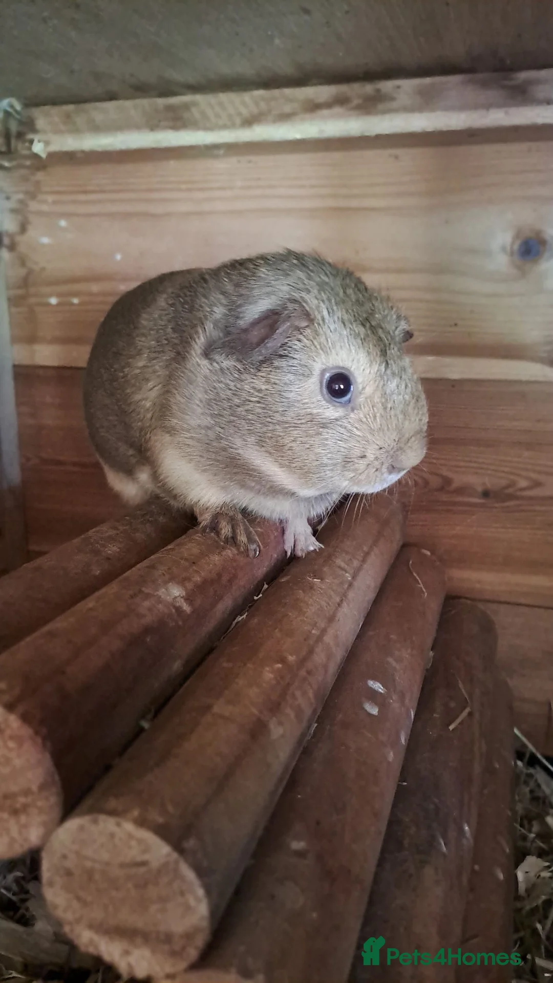 Guinea Pig rodents for sale: Gorgeous guinea pigs looking for their new homes - Advert 2