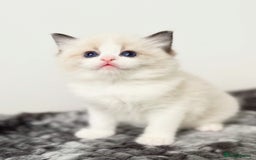 Ragdoll cats for sale: Exquisite Seal Bicolour Ragdoll Boys dolly face - Image 18
