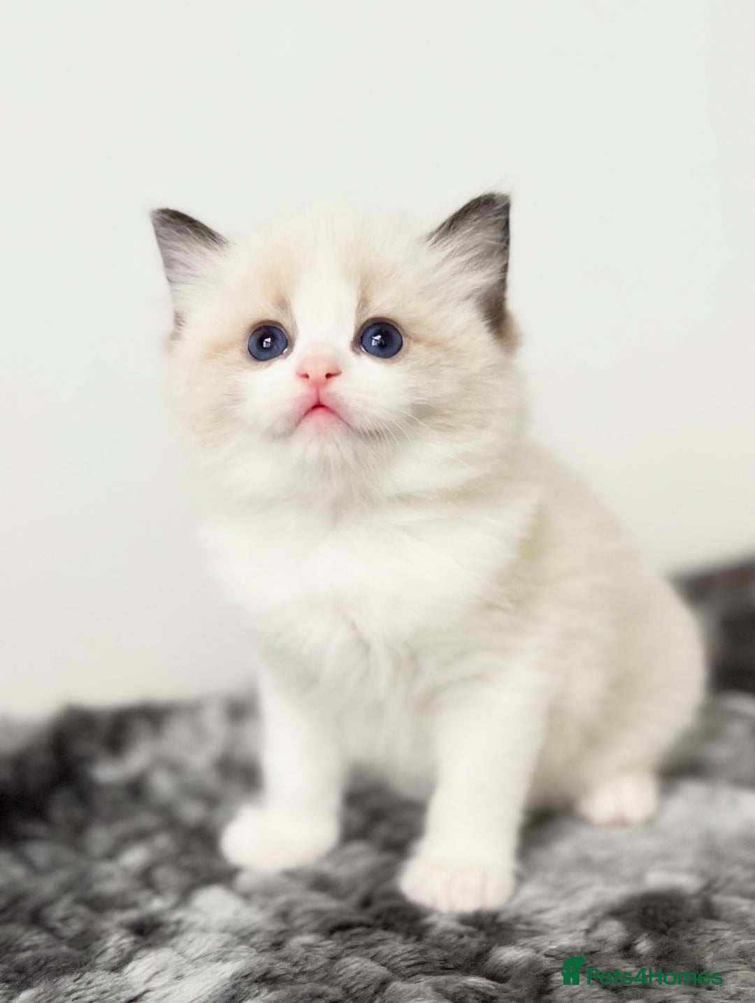 Ragdoll cats for sale: Exquisite Seal Bicolour Ragdoll Boys dolly face - Image 18