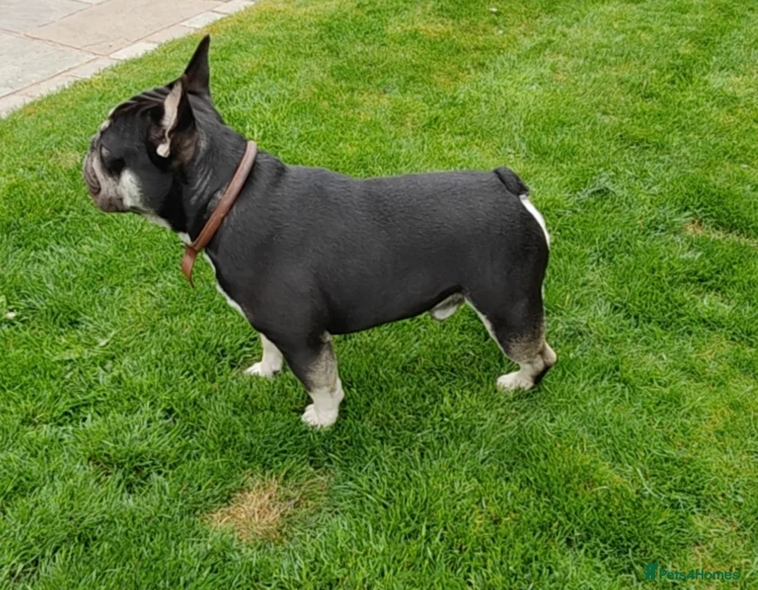 French Bulldog dogs for stud: THE GREAT MAMBA in Stafford - Advert 7