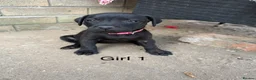 Staffordshire Bull Terrier dogs for sale: 9 Staff puppies - Advert 5