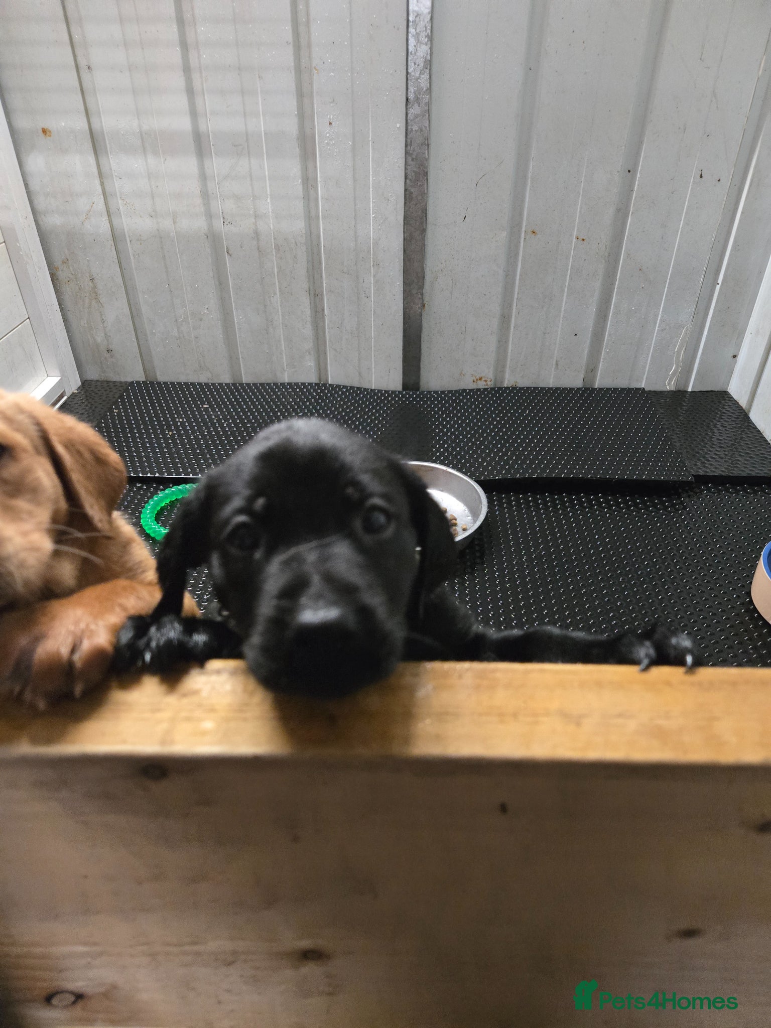 Labrador Retriever dogs for sale: Exceptionally well bred KC reg Working Labradors - Advert 7