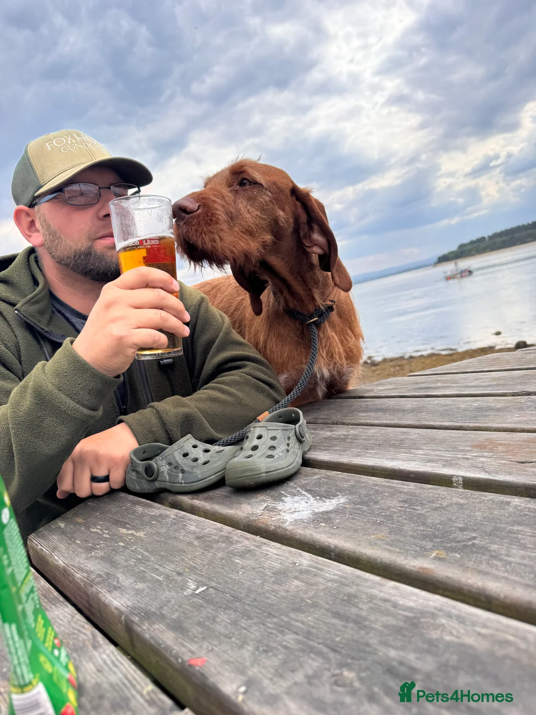 Hungarian Vizsla dogs for stud: Hungarian Wirehaired vizsla stud  in Inverness - Advert 7