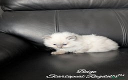 Ragdoll cats for sale: GCCF Pedigree Ragdoll Kittens Champion Lines - Image 15