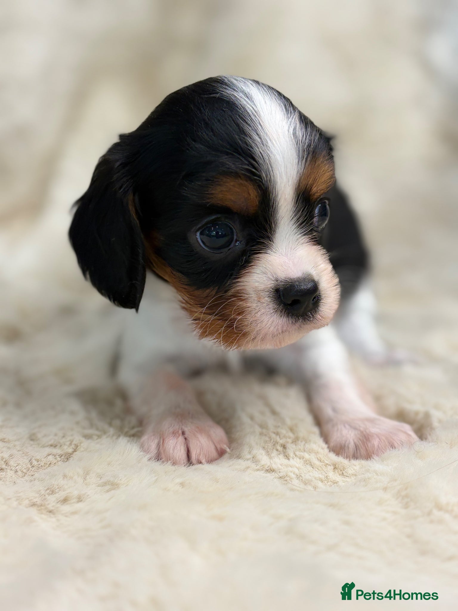Cavalier King Charles Spaniel dogs for sale: Health tested cavalier pups  - Advert 12
