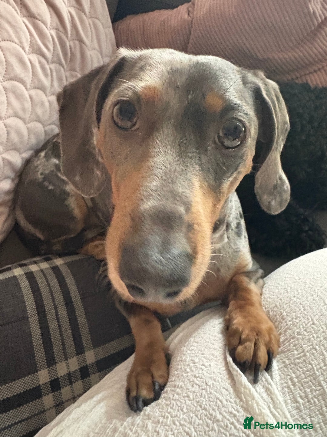 Miniature Dachshund dogs for stud: **STUD**miniture dachshund  - Image 4