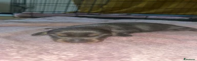 Miniature Dachshund 4