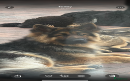 German Shepherd dogs for sale: German Shepherds  - Image 2