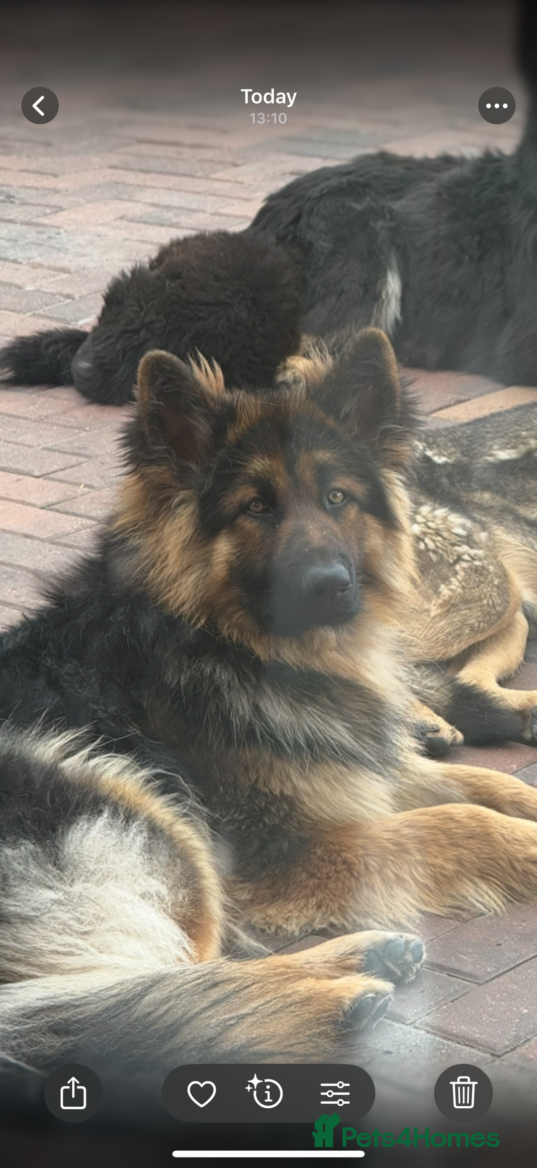 German Shepherd dogs for sale: German Shepherds  - Image 2