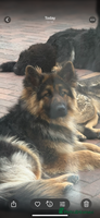 German Shepherd dogs - Advert 10