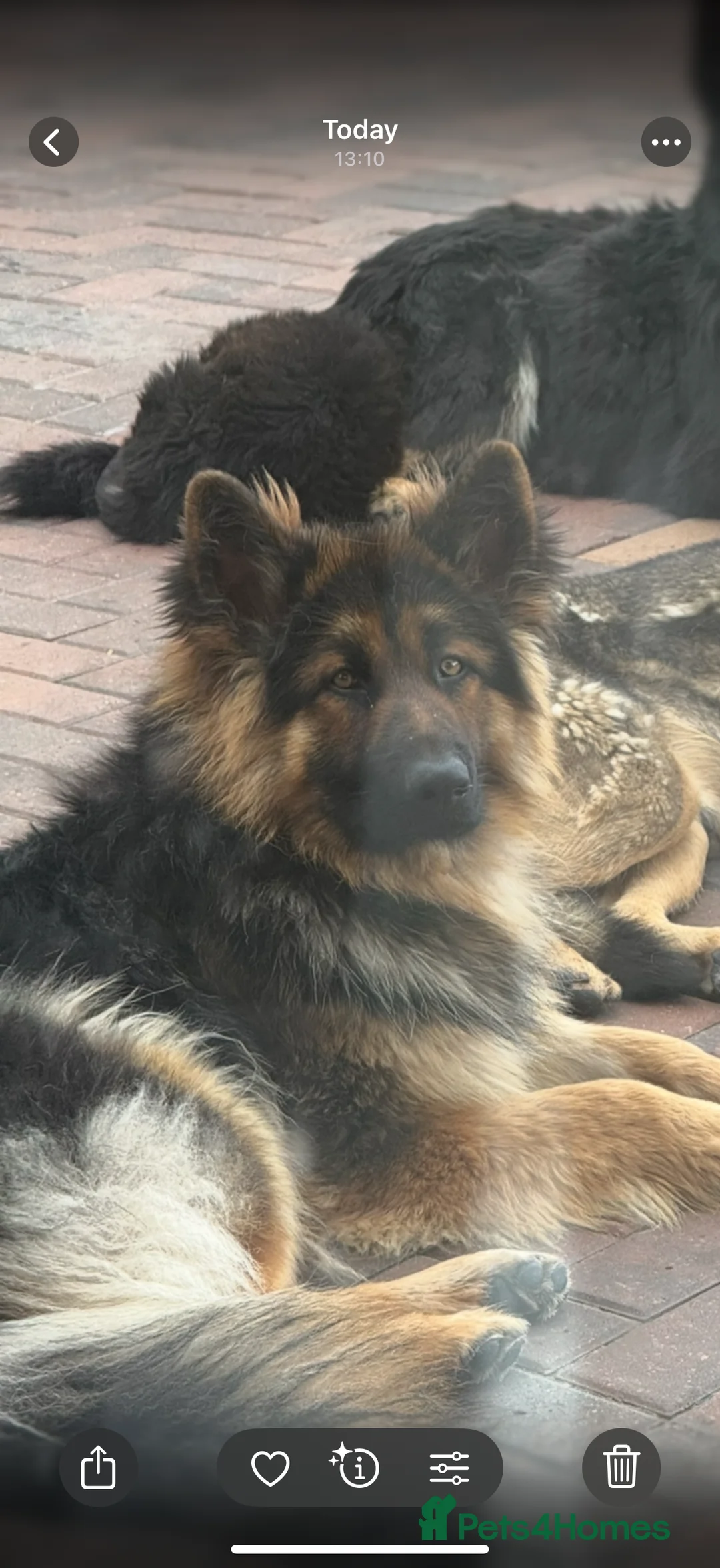 German Shepherd dogs for sale:  READY NOW German Shepherds READY TO GO NOW  - Advert 2