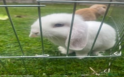 Mini Lop rabbits for sale: Last Blue Eye Buck remaining - ready now - Image 3