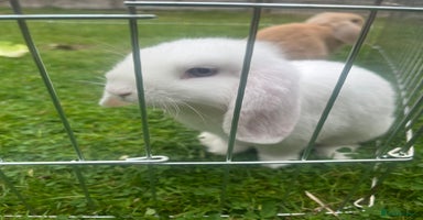 Mini Lop rabbits - Advert 2