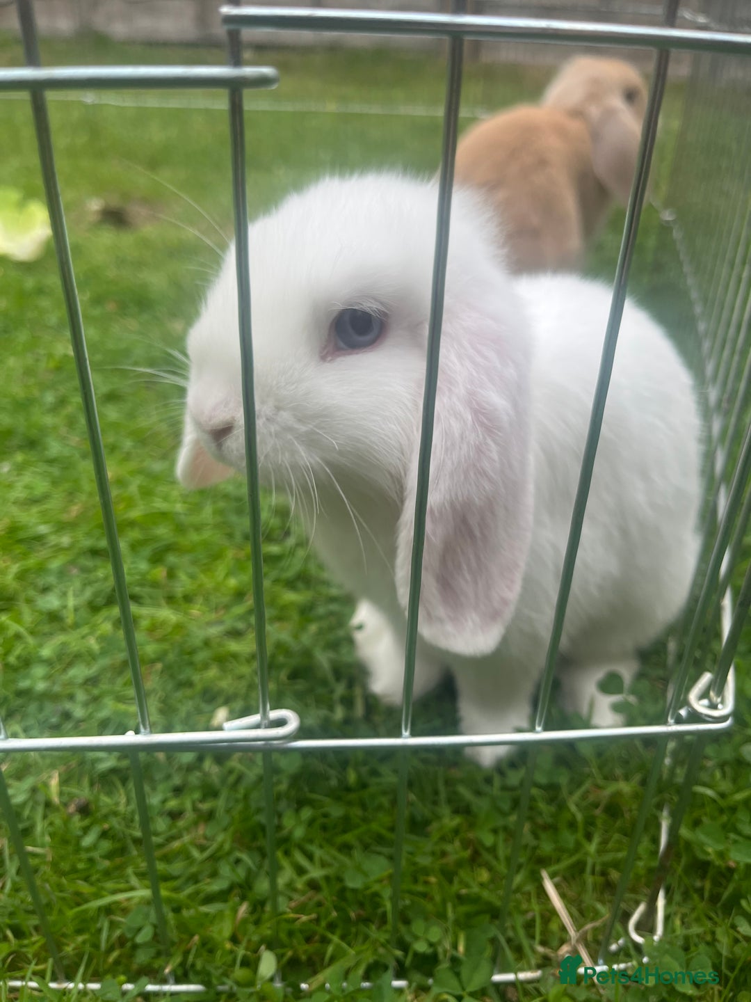 Mini Lop rabbits for sale: Last Blue Eye Buck remaining - ready now - Image 3
