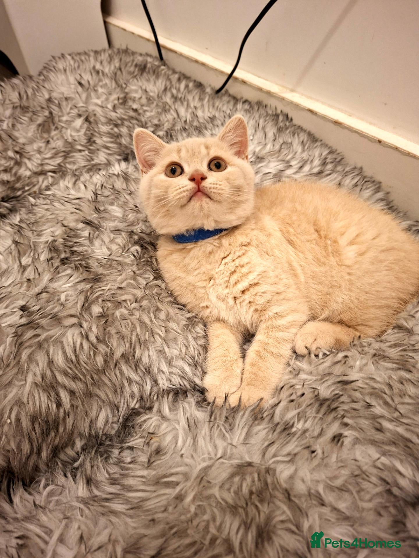 British Shorthair cats for sale: 💙 ONLY 1 BOY AVAILABLE GCCF REGISTERED 💙 - Advert 1