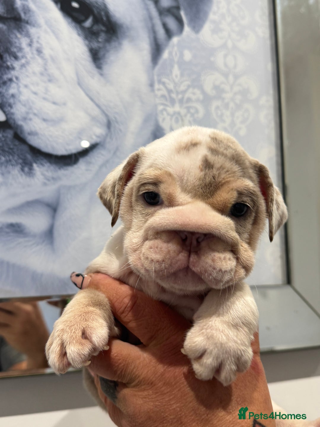 English Bulldog dogs for sale: English bulldog puppies  - Image 5