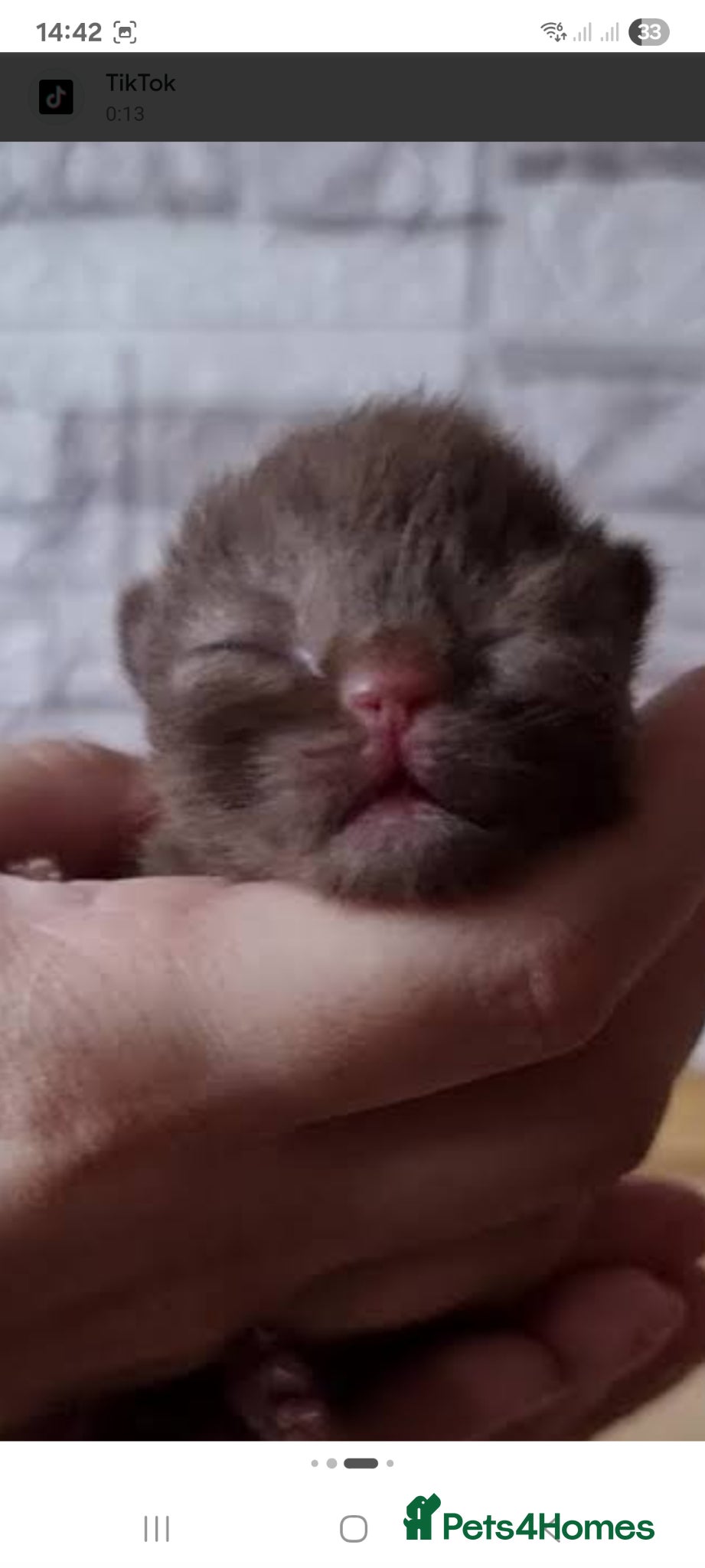 British Shorthair cats British shorthair  - Advert 17