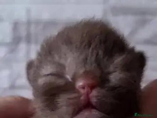 British Shorthair cats British shorthair - Advert 17