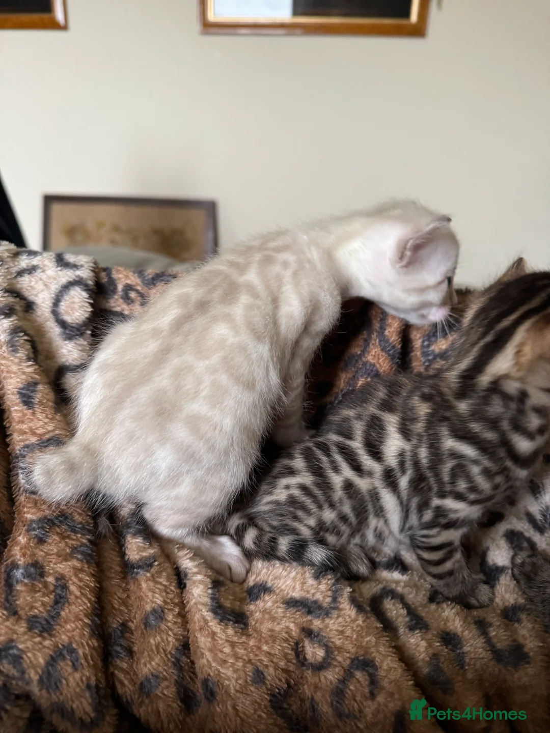 Bengal cats for sale: Stunning Bengals with European Champion father!  - Advert 13